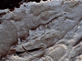 Hymenochaete corrugata image