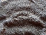 Hymenochaete corrugata image