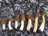 Verpa bohemica image