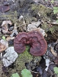Ganoderma lucidum image