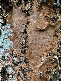 Fuscoporia viticola image