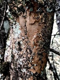Fuscoporia viticola image