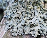 Physciella chloantha image