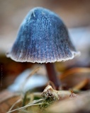 Macrocystidia cucumis image