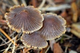 Mycena aurantiomarginata image
