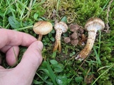 Pholiota terrestris image