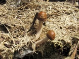 Panaeolus cinctulus image
