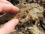 Panaeolus cinctulus image