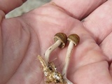 Panaeolus cinctulus image