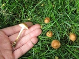 Marasmius oreades image