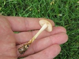 Marasmius oreades image
