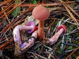 Laccaria bicolor image