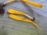 Clavulinopsis laeticolor image