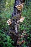 Pleurotus pulmonarius image