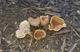 Peziza varia image