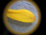 Clavulinopsis laeticolor image