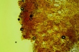 Peziza varia image