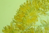 Peziza varia image