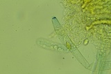 Peziza varia image