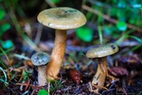 Lactarius rubrilacteus image