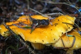 Cantharellus formosus image