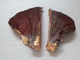 Ganoderma lucidum image
