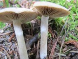 Melanoleuca alboflavida image