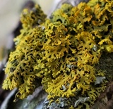 Xanthoria weberi image