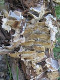 Bjerkandera adusta image