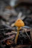 Conocybe rugosa image