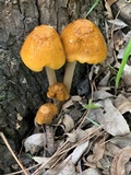 Oudemansiella incognita image