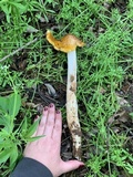 Oudemansiella incognita image