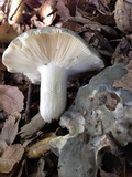 Russula aeruginea image