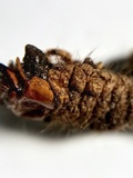 Ophiocordyceps ravenelii image