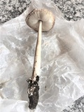 Amanita sect. Vaginatae image