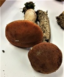 Leccinum insigne image
