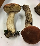 Leccinum insigne var. brunneum image