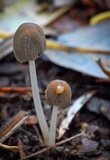 Coprinellus callinus image