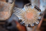 Coprinellus callinus image