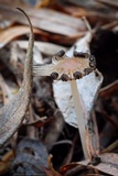 Coprinellus callinus image