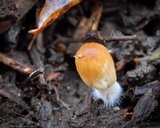 Coprinellus callinus image