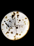 Inocutis rheades image