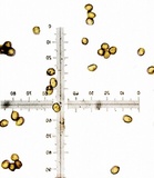 Inocutis rheades image