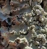 Flavopunctelia soredica image