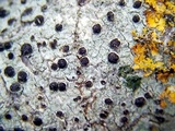 Rinodina badiexcipula image