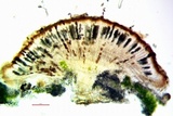 Rinodina badiexcipula image