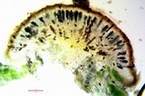 Rinodina badiexcipula image
