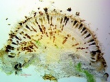 Rinodina badiexcipula image