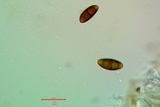 Rinodina badiexcipula image