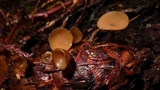 Ciboria rufofusca image